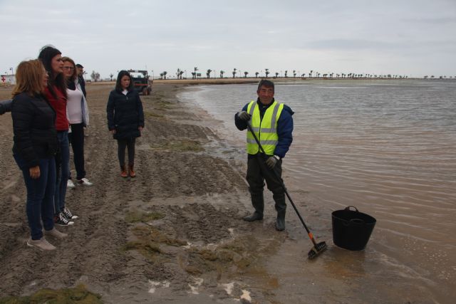 Retiran 34 toneladas de algas de las playas de Villananitos y La Puntica - 1, Foto 1