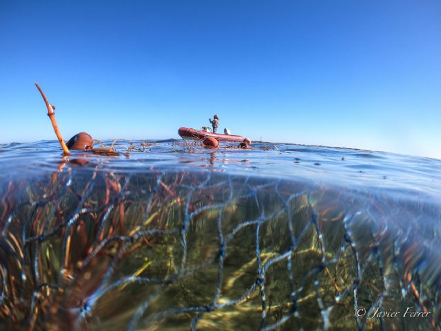 ANSE denuncia nueva pesca ilegal en el Parque Regional Salinas de San Pedro y documenta la aparición de “baba” en el Mar Menor. - 2, Foto 2