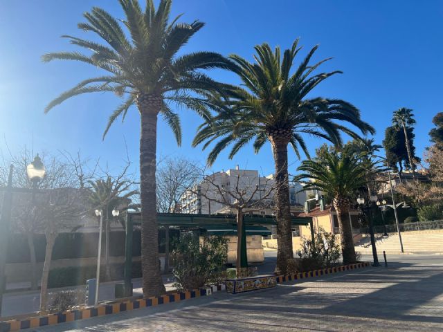 Jardines y Medio Ambiente comienzan el tratamiento contra el Picudo Rojo en las palmeras de Jumilla y Pedanías - 1, Foto 1