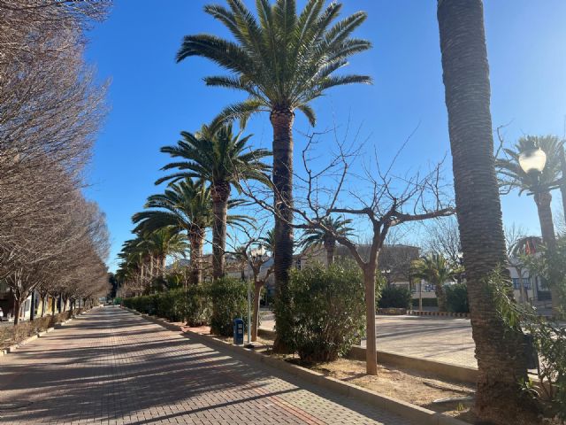 Jardines y Medio Ambiente comienzan el tratamiento contra el Picudo Rojo en las palmeras de Jumilla y Pedanías - 2, Foto 2