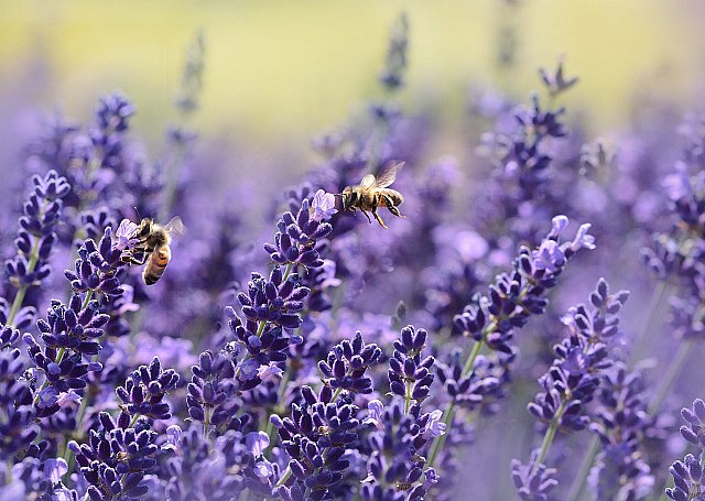Plantas y flores de balcón perfectas para la temporada de verano - 1, Foto 1