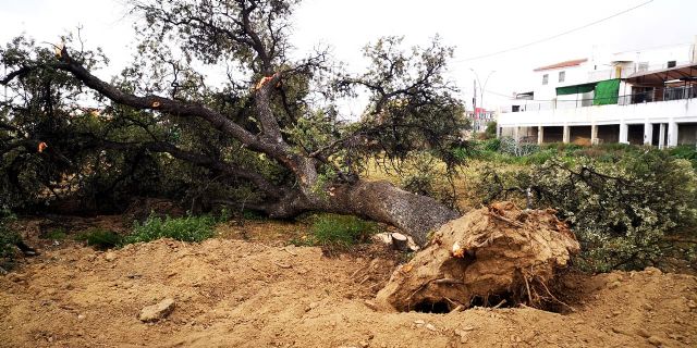 IU solicita el cese de Antonio Navarro tras no haber dado las explicaciones exigidas por la tala de una encina centenaria - 1, Foto 1