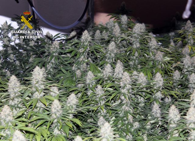 La Guardia Civil desarticula un peligroso grupo criminal dedicado al cultivo y tráfico de drogas, en Llano de Brujas - 3, Foto 3