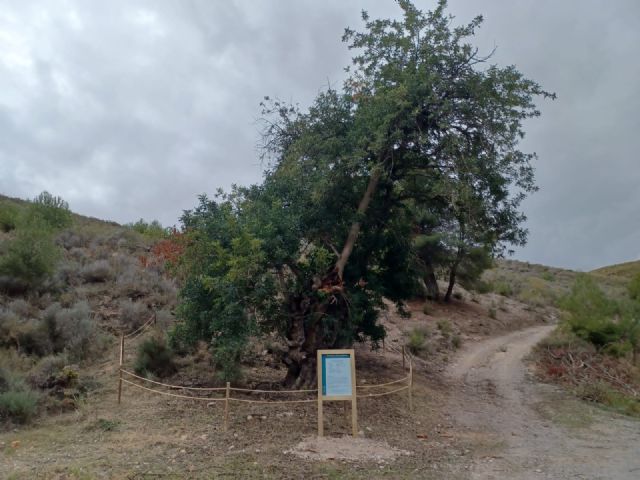 El Ayuntamiento de Lorca procede al vallado de dos ejemplares de árboles monumentales  en Zarcilla de Ramos y Morata - 1, Foto 1