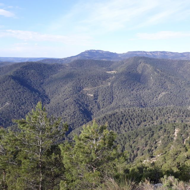 Jornada online: Gestión forestal para la adaptación al cambio climático de los pinares de pino carrasco: - 1, Foto 1