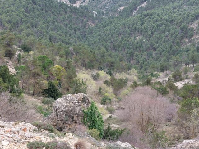 Jornada online: Gestión forestal para la adaptación al cambio climático de los pinares de pino carrasco: - 2, Foto 2