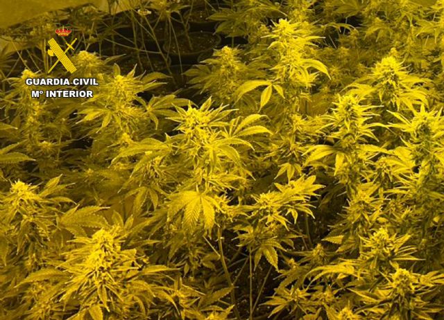La Guardia Civil desmantela en Mazarrón un grupo delictivo que cultivaba y distribuía grandes cantidades de marihuana - 5, Foto 5