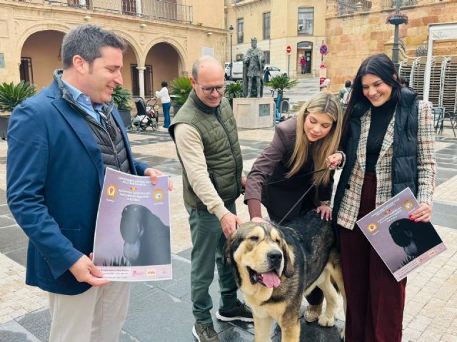 Lorca acoge este sábado, 7 de marzo, la celebración del 'IV Monográfico del Mastín Español' con la participación de más de medio centenar de ejemplares de toda España - 2, Foto 2