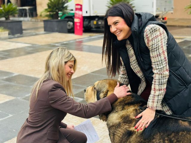 Lorca acoge este sábado, 7 de marzo, la celebración del 'IV Monográfico del Mastín Español' con la participación de más de medio centenar de ejemplares de toda España - 3, Foto 3