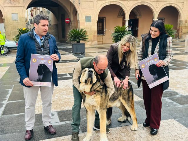 Lorca acoge este sábado, 7 de marzo, la celebración del 'IV Monográfico del Mastín Español' con la participación de más de medio centenar de ejemplares de toda España - 4, Foto 4