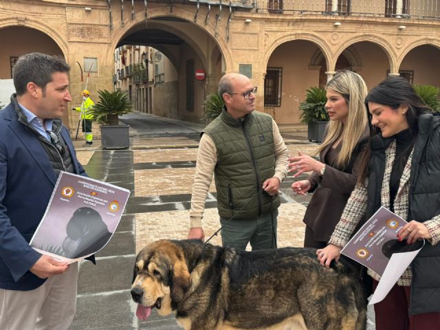 Lorca acoge este sábado, 7 de marzo, la celebración del 'IV Monográfico del Mastín Español' con la participación de más de medio centenar de ejemplares de toda España - 5, Foto 5