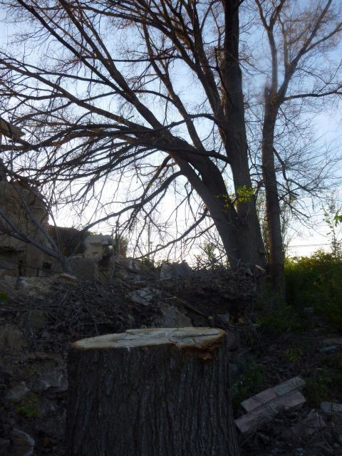 Ahora Murcia denuncia ante la Guardia Civil la tala de olmos protegidos en la acequia mayor alquibla - 3, Foto 3