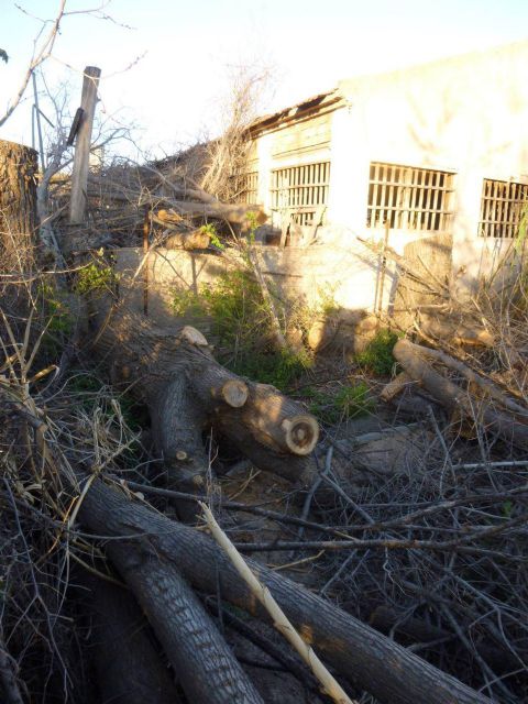 Ahora Murcia denuncia ante la Guardia Civil la tala de olmos protegidos en la acequia mayor alquibla - 4, Foto 4