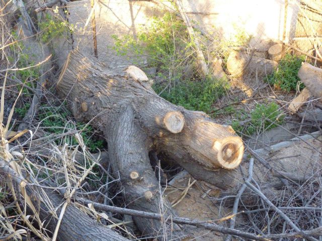 Ahora Murcia denuncia ante la Guardia Civil la tala de olmos protegidos en la acequia mayor alquibla - 5, Foto 5