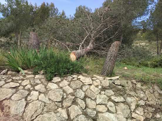 El PSOE pide explicaciones por la tala de varios árboles en el entorno de las faldas del Castillo - 1, Foto 1