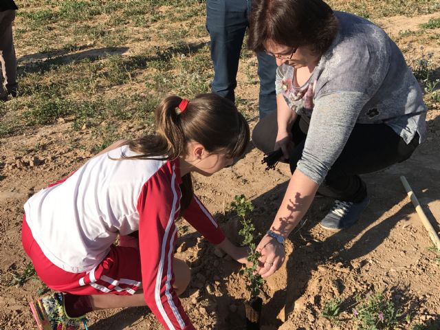 Plantación de árboles autóctonos en Torre-Pacheco - 3, Foto 3