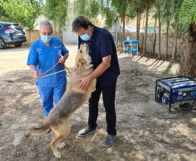 Saorín eleva al pleno una avanzada ordenanza municipal de protección animal - 1, Foto 1
