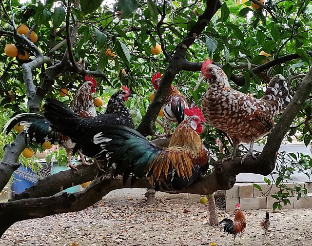 Prohibición de las jaulas para las gallinas - 1, Foto 1
