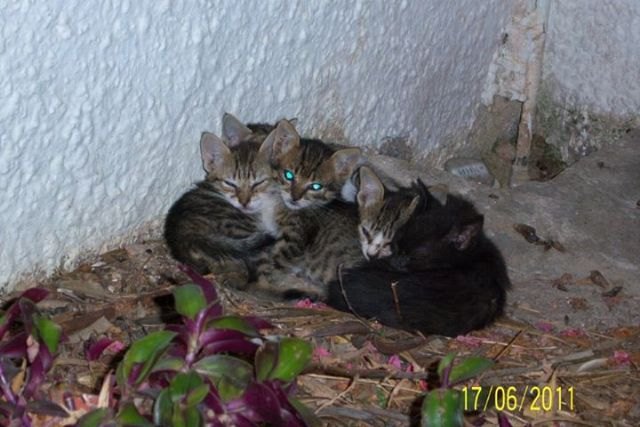 La Mesa de Bienestar Animal de la Ciudad de Cartagena aprueba la implantación de un proyecto de control de la población felina en dicha ciudad - 1, Foto 1