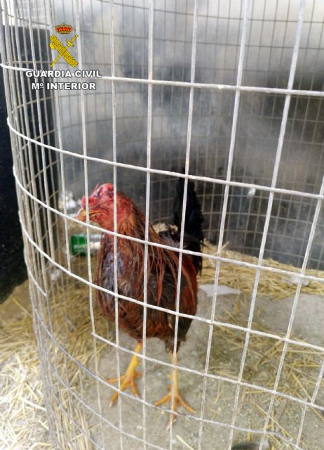 La Guardia Civil desmantela en Águilas un tentadero ilegal dedicado a peleas de gallos - 1, Foto 1