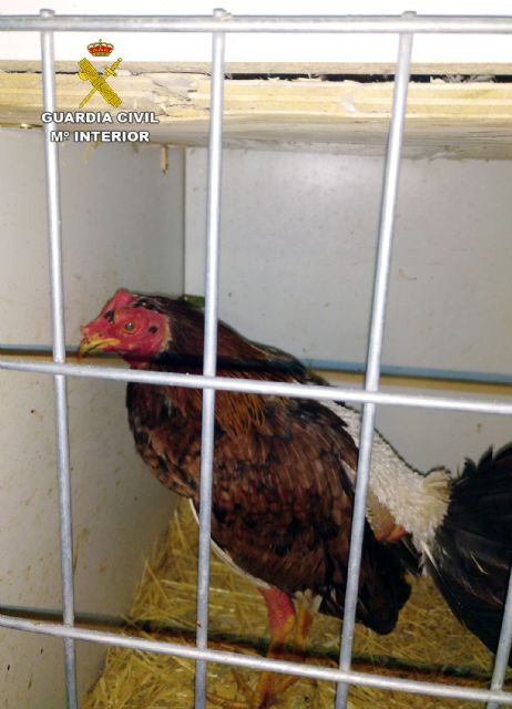 La Guardia Civil desmantela en Águilas un tentadero ilegal dedicado a peleas de gallos - 2, Foto 2