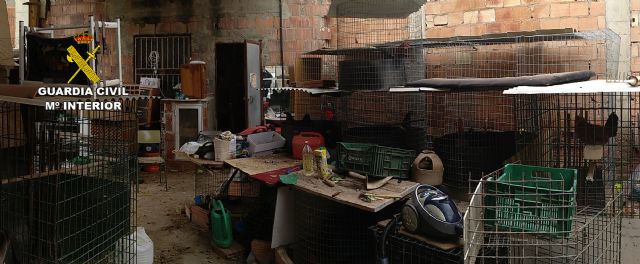 La Guardia Civil desmantela en Águilas un tentadero ilegal dedicado a peleas de gallos - 5, Foto 5