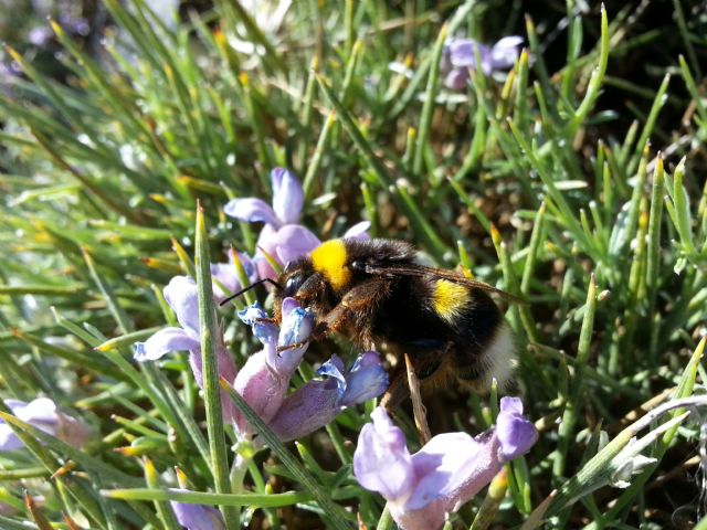 La UMU estudia la transmisión de patógenos entre los polinizadores - 1, Foto 1