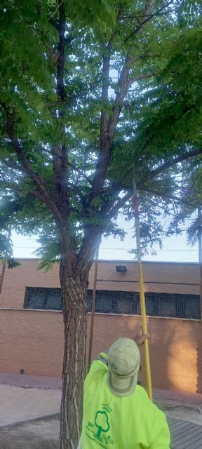 El Ayuntamiento inicia el tratamiento biológico en 2.130 jacarandas y tipuanas del municipio para protegerlas del pulgón - 1, Foto 1