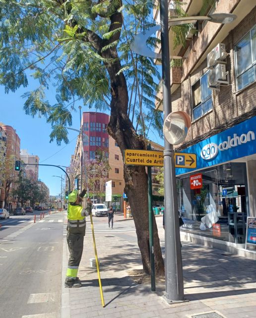 El Ayuntamiento inicia el tratamiento biológico en 2.130 jacarandas y tipuanas del municipio para protegerlas del pulgón - 2, Foto 2