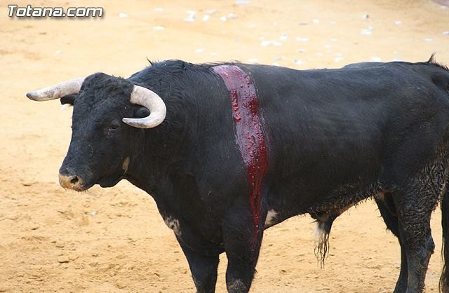 616 firmas ciudadanas exigen el fin de los espectáculos taurinos en Alcantarilla - 1, Foto 1