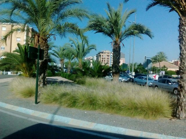 Ahora Murcia denuncia que la especie invasora 'rabo de gato' sigue campando a sus anchas en el municipio - 1, Foto 1