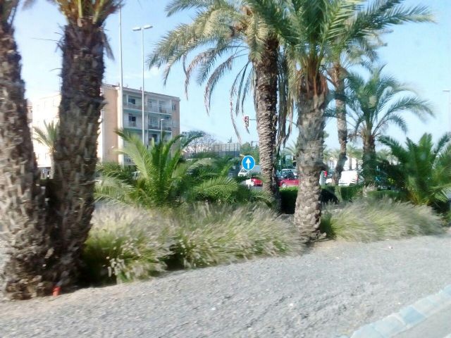 Ahora Murcia denuncia que la especie invasora 'rabo de gato' sigue campando a sus anchas en el municipio - 2, Foto 2