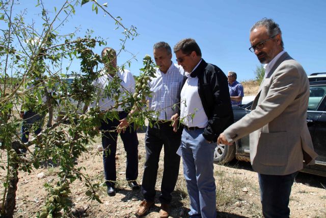 La tormenta de granizo deja importantes daños en unas 6 mil hectáreas de cultivos de Caravaca - 1, Foto 1