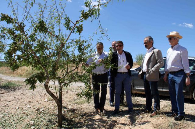 La tormenta de granizo deja importantes daños en unas 6 mil hectáreas de cultivos de Caravaca - 2, Foto 2