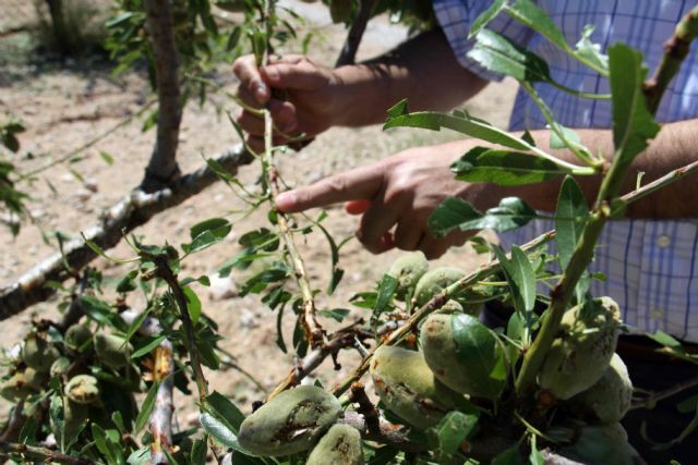 La tormenta de granizo deja importantes daños en unas 6 mil hectáreas de cultivos de Caravaca - 4, Foto 4