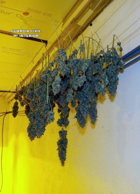 La Guardia Civil desmantela un punto de cultivo, elaboración y distribución de droga al menudeo - 2, Foto 2