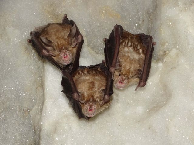 ANSE protege poblaciones de murciélagos mediante la compra de una Zona de Especial Conservación en la Región de Murcia. - 3, Foto 3