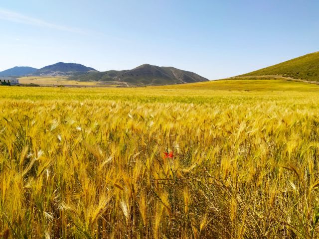 La Agricultura Ecológica, señalada por la Unión Europea, como una de las herramientas para cuidar el Medio Ambiente - 1, Foto 1