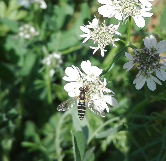 La Agricultura Ecológica, señalada por la Unión Europea, como una de las herramientas para cuidar el Medio Ambiente - 2, Foto 2