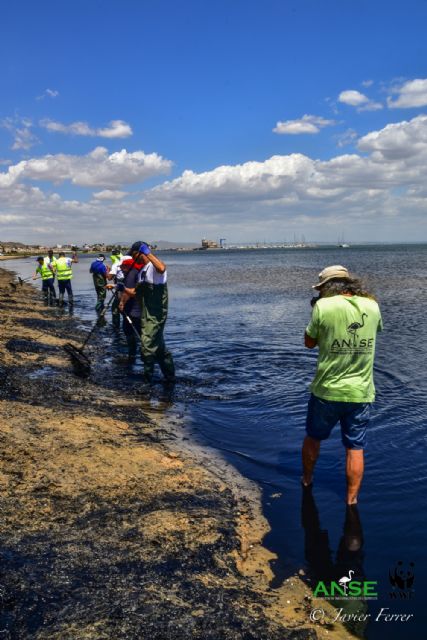 El Mar Menor ante la incertidumbre de una nueva sopa verde - 2, Foto 2
