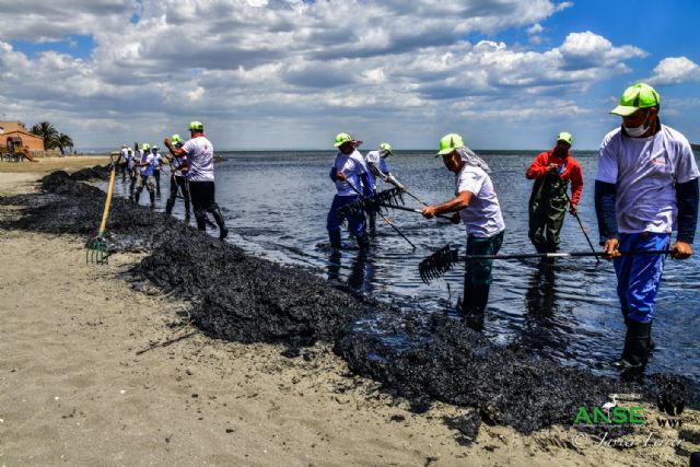 El Mar Menor ante la incertidumbre de una nueva sopa verde - 4, Foto 4