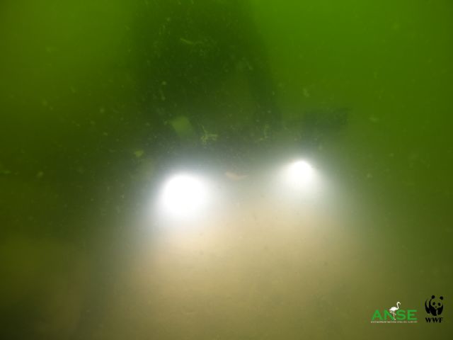 El Mar Menor ante la incertidumbre de una nueva sopa verde - 5, Foto 5