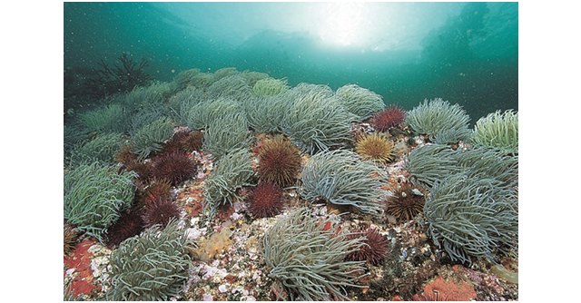 Mitma trabaja para garantizar el mantenimiento y la recuperación de los ecosistemas marinos - 1, Foto 1