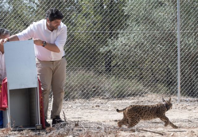 La Comunidad completa la fase de suelta blanda del lince ibérico con la introducción de cuatro ejemplares en el cercado de aclimatación - 1, Foto 1