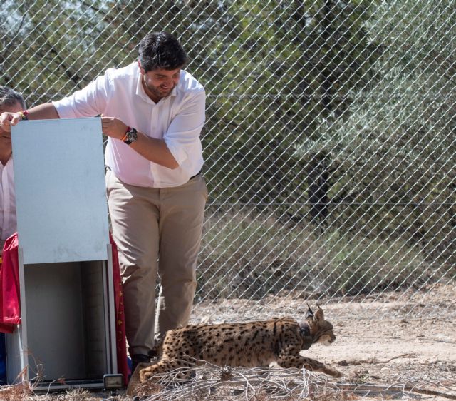 La Comunidad completa la fase de suelta blanda del lince ibérico con la introducción de cuatro ejemplares en el cercado de aclimatación - 2, Foto 2