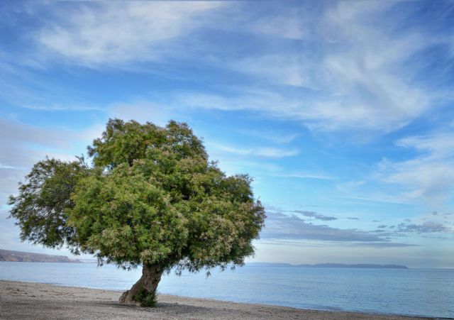 La alargada sombra del Taray - 1, Foto 1