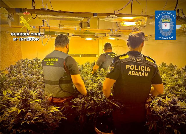 Desmantelan en Abarán un invernadero destinado al cultivo intensivo y continuo de marihuana - 1, Foto 1