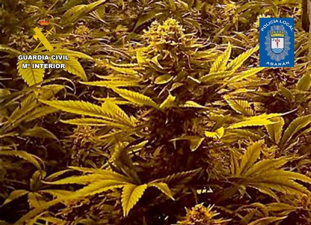 Desmantelan en Abarán un invernadero destinado al cultivo intensivo y continuo de marihuana - 2, Foto 2