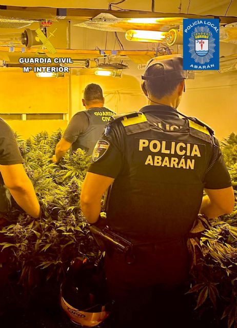 Desmantelan en Abarán un invernadero destinado al cultivo intensivo y continuo de marihuana - 3, Foto 3