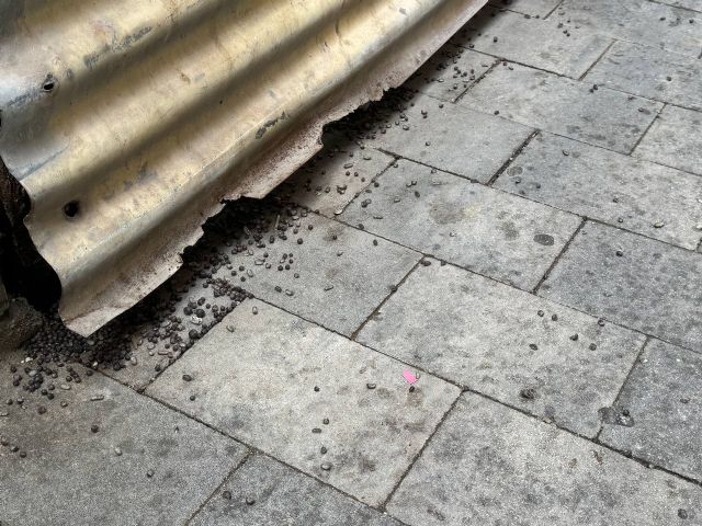 MC: Arroyo abandona la calle San Fernando a las plagas mientras incumple todas sus promesas de revitalización - 4, Foto 4